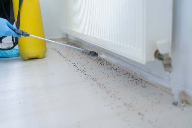 Best Pest Removal Services  in Willow Creek, CA