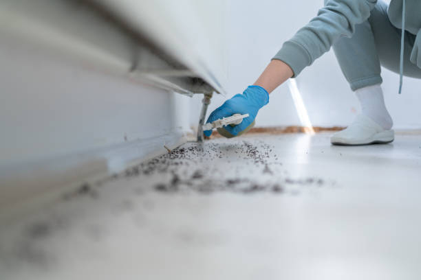 Wasp Removal Services in Willow Creek, CA